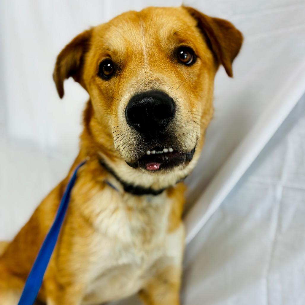 Enlarge Leo, a Adoptable mixed breed in Lebanon, MO image 4/4