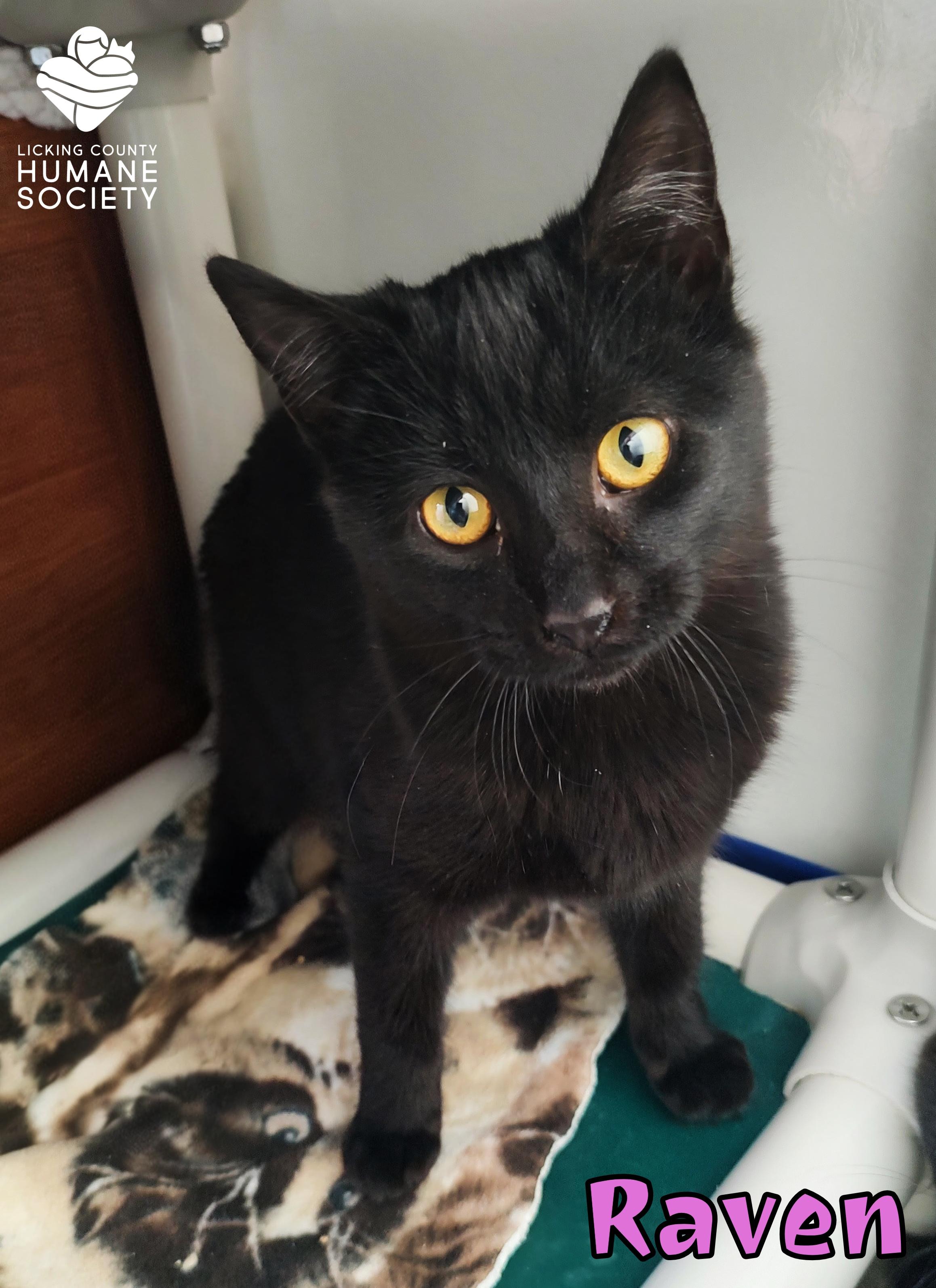 Raven, Adoptable, Young Female Domestic Short Hair.