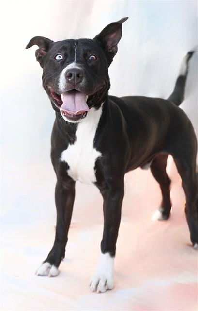 Enlarge CHEECH, a Adoptable mixed breed in Baldwin Park, CA image 1/1