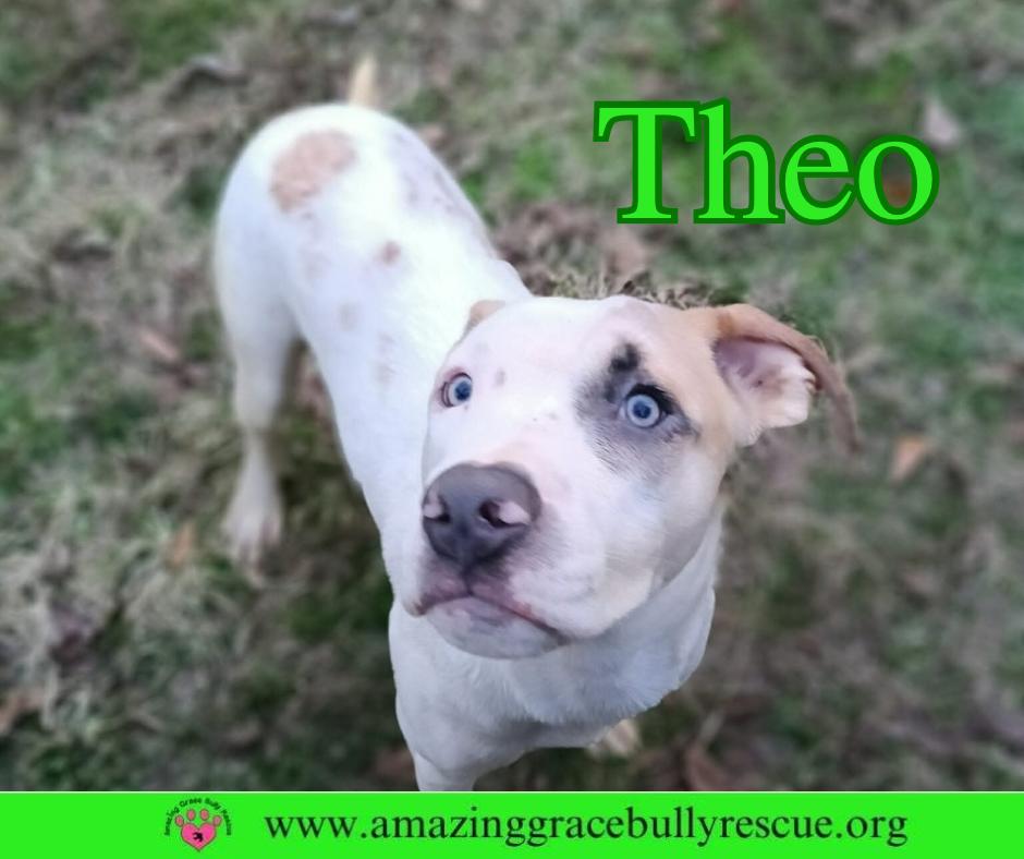 Theo, Adoptable, Puppy Male Hound & Pit Bull Terrier.