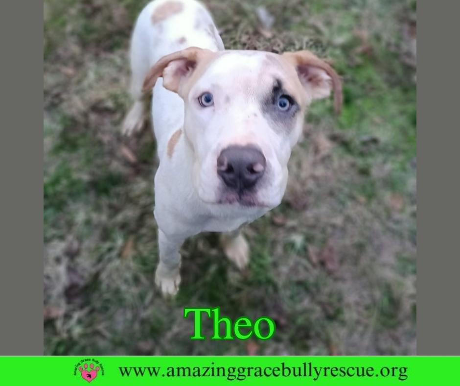 Enlarge Theo, a Adoptable mixed breed in Pensacola, FL image 2/3
