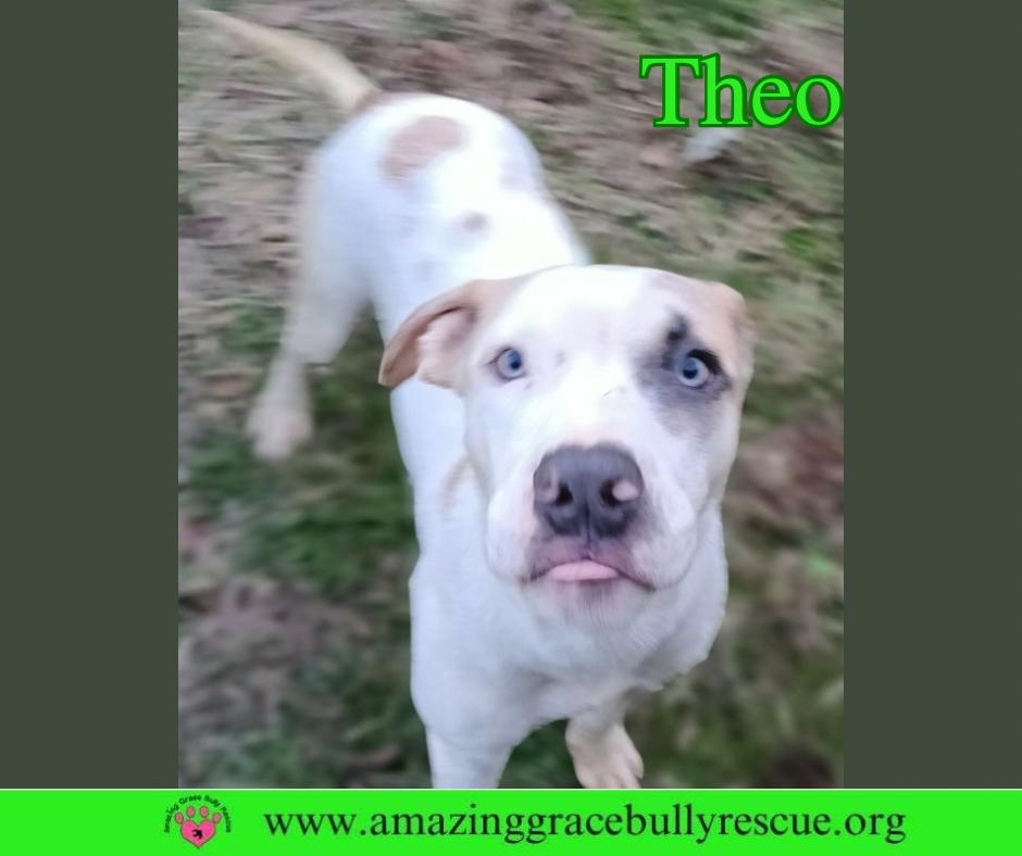 Enlarge Theo, a Adoptable mixed breed in Pensacola, FL image 3/3