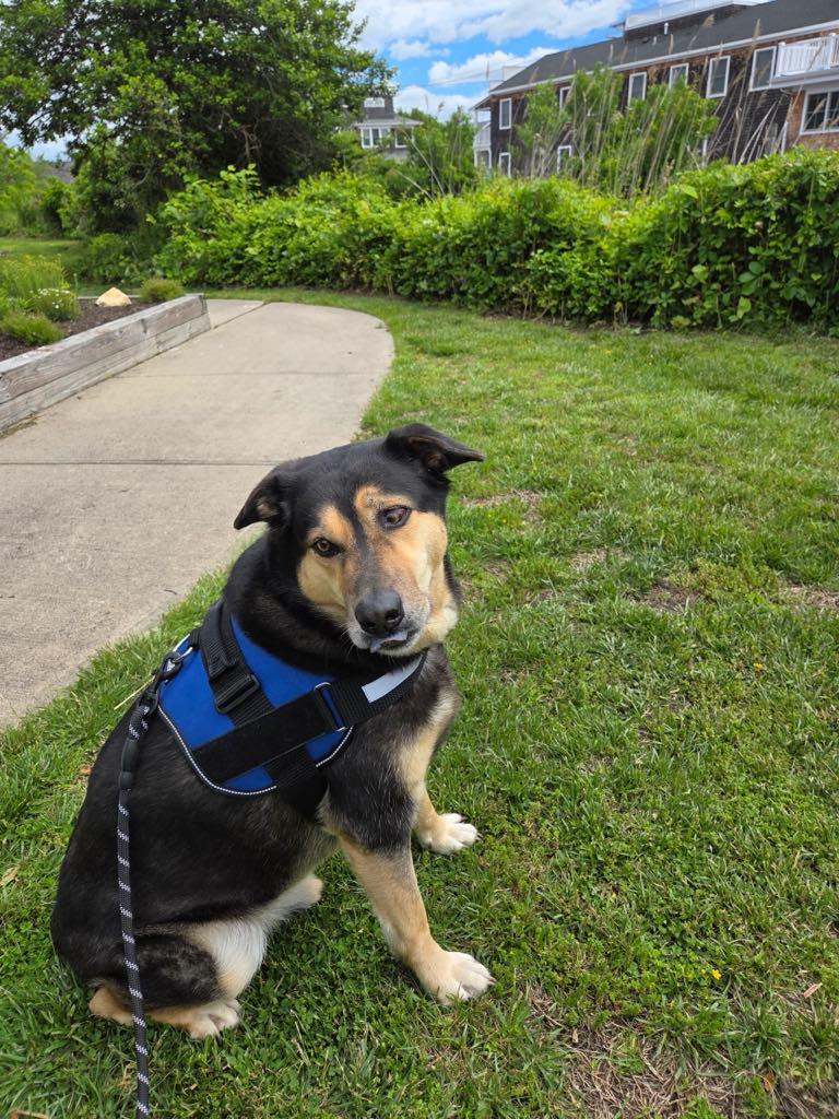 Billy, Adoptable, Adult Male Shepherd & Retriever.