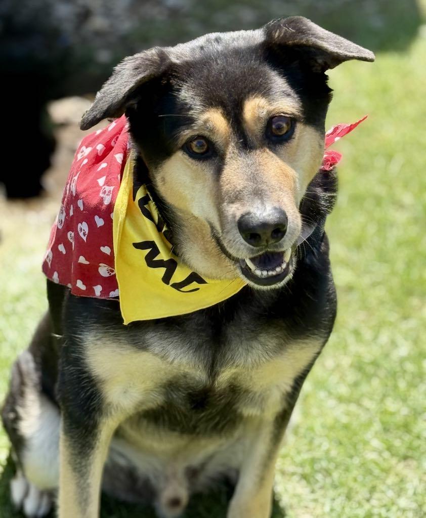 Billy, a Adoptable mixed breed in Spring Lake, NJ image 2/3