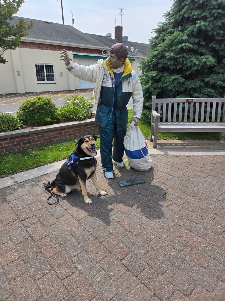 Billy, a Adoptable mixed breed in Spring Lake, NJ image 3/3