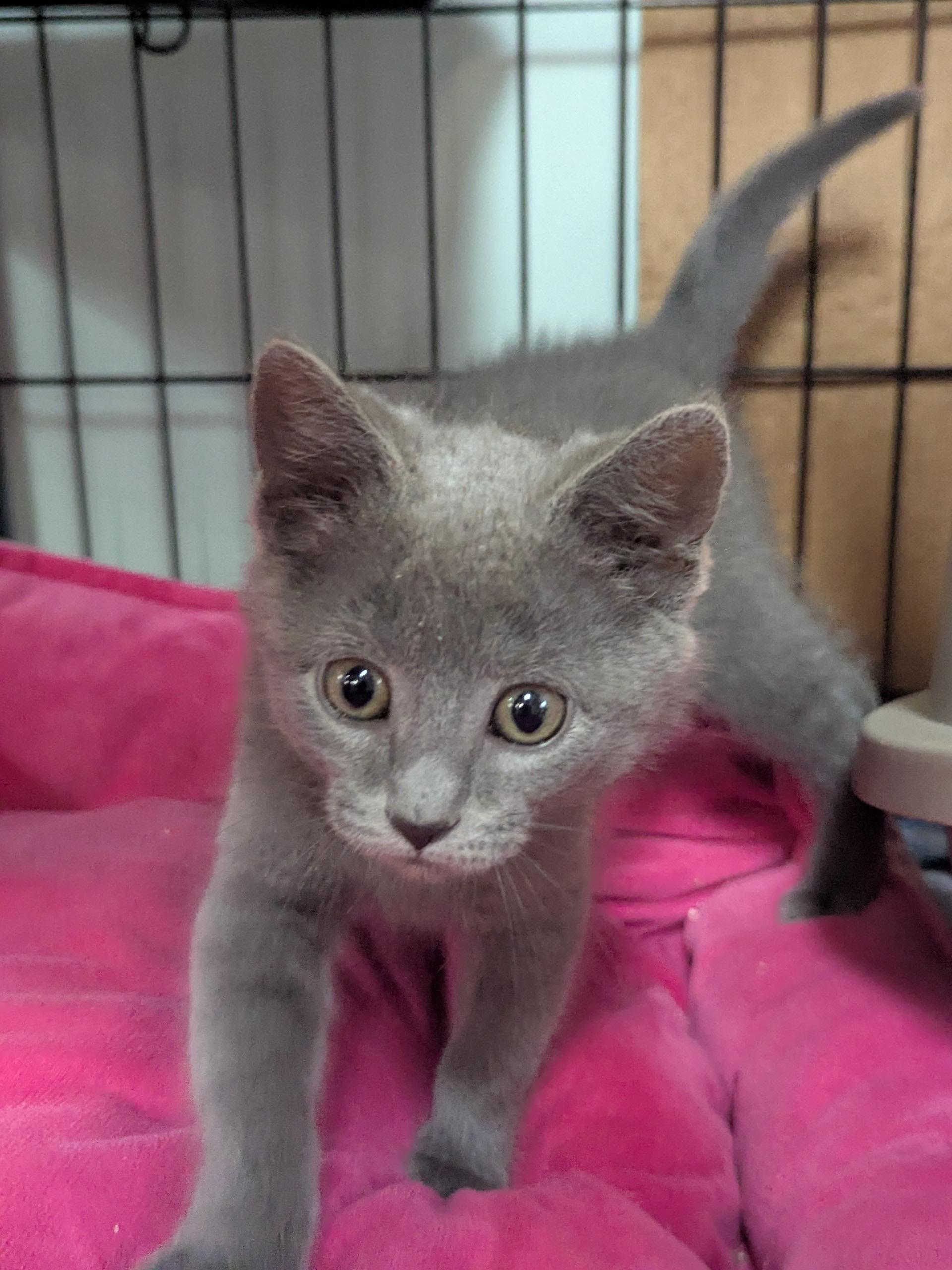 Hope, an adopted mixed breed in Valley Center, KS image 3/6