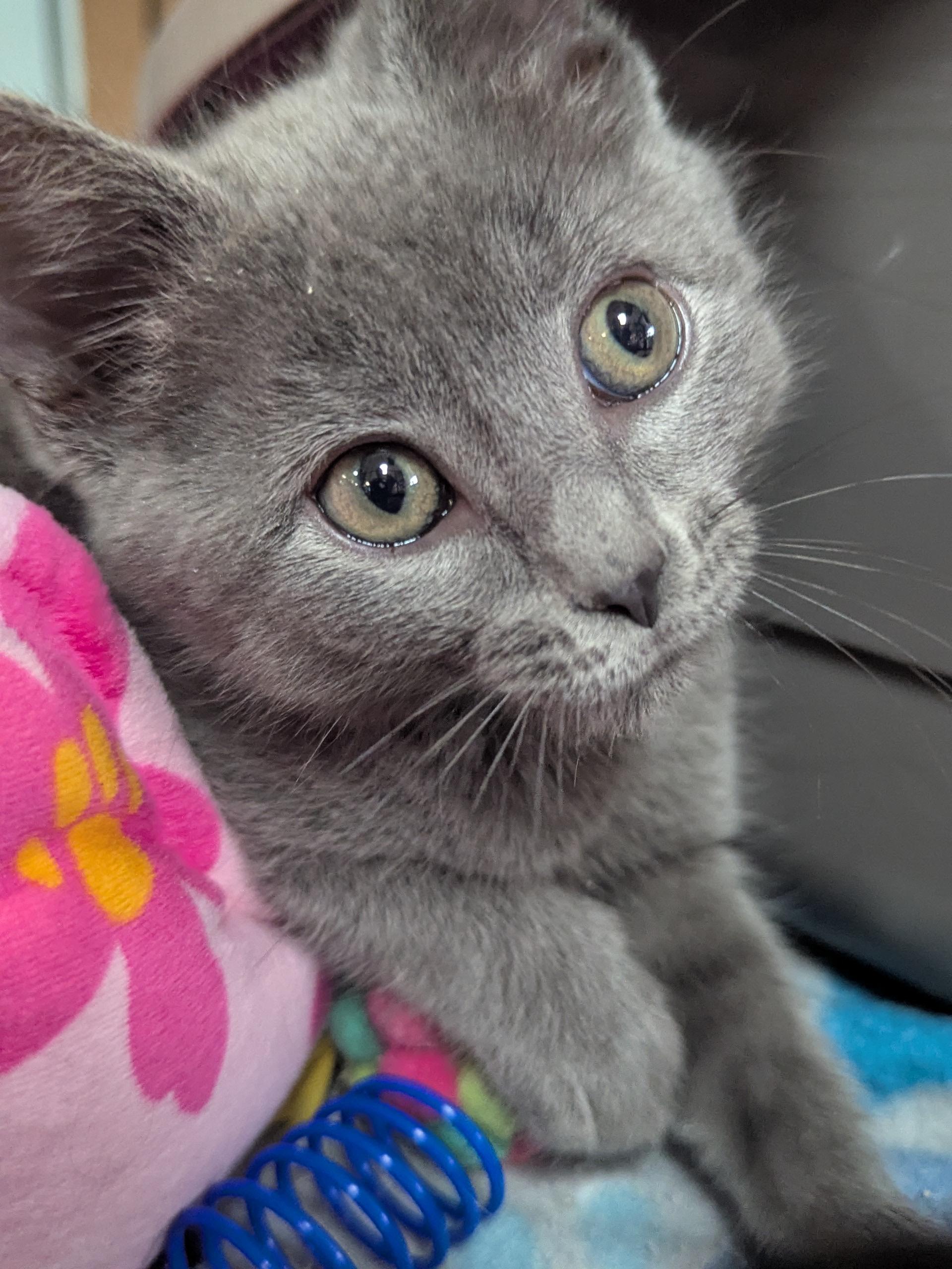 Hope, an adopted mixed breed in Valley Center, KS image 1/6