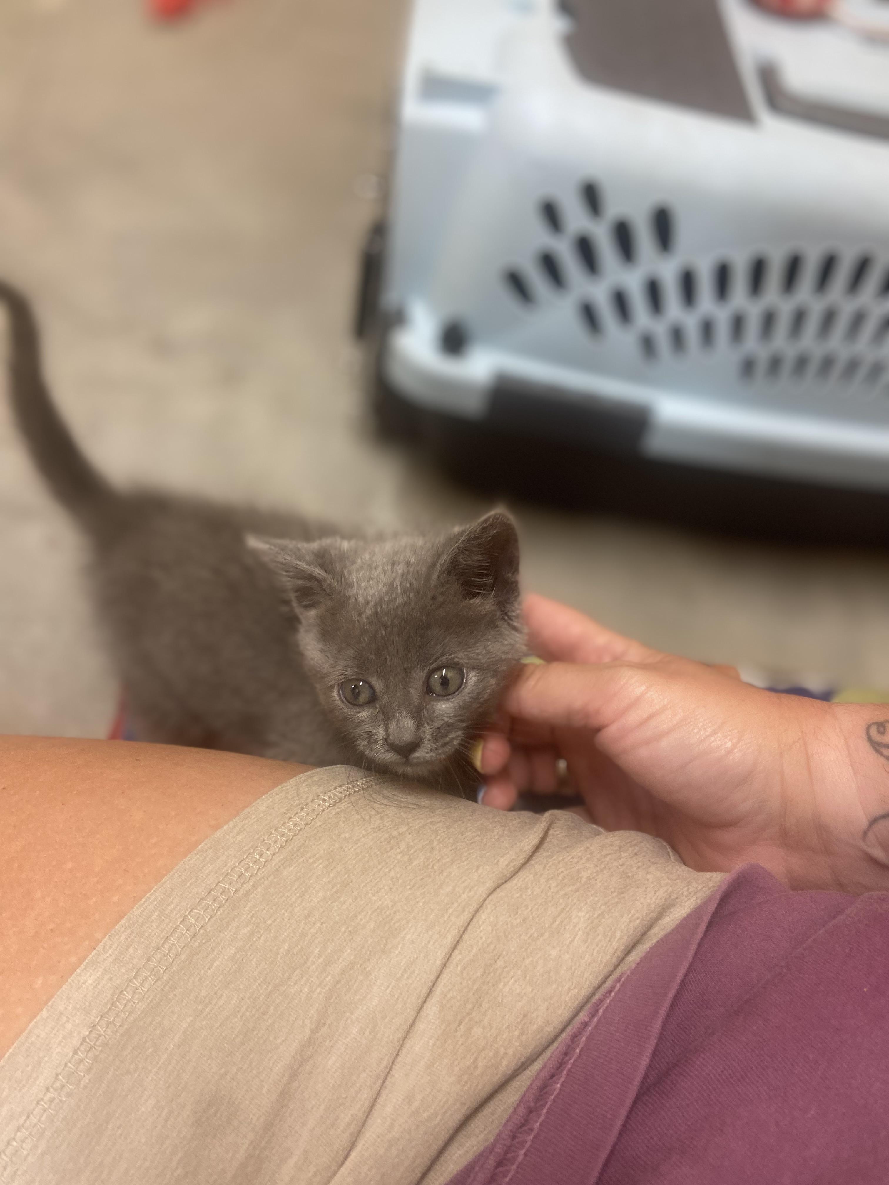 Hope, an adopted mixed breed in Valley Center, KS image 6/6