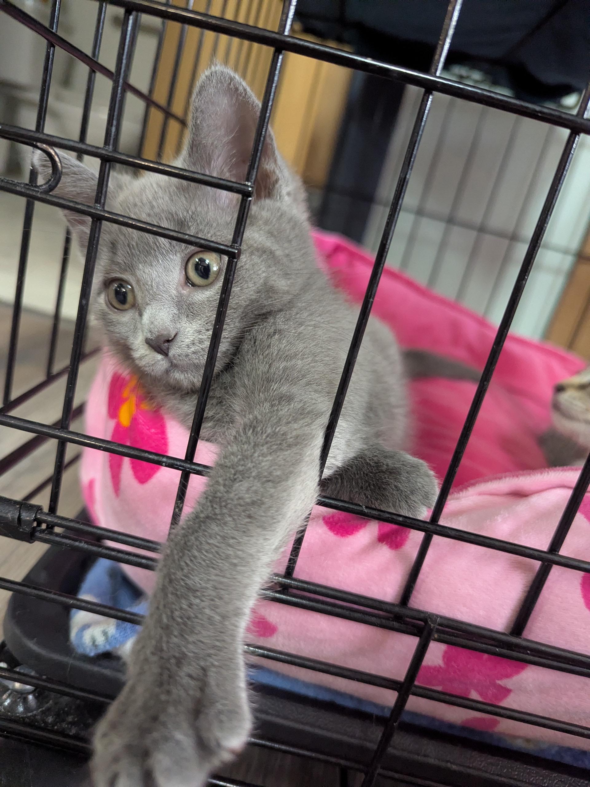 Hope, an adopted mixed breed in Valley Center, KS image 4/6