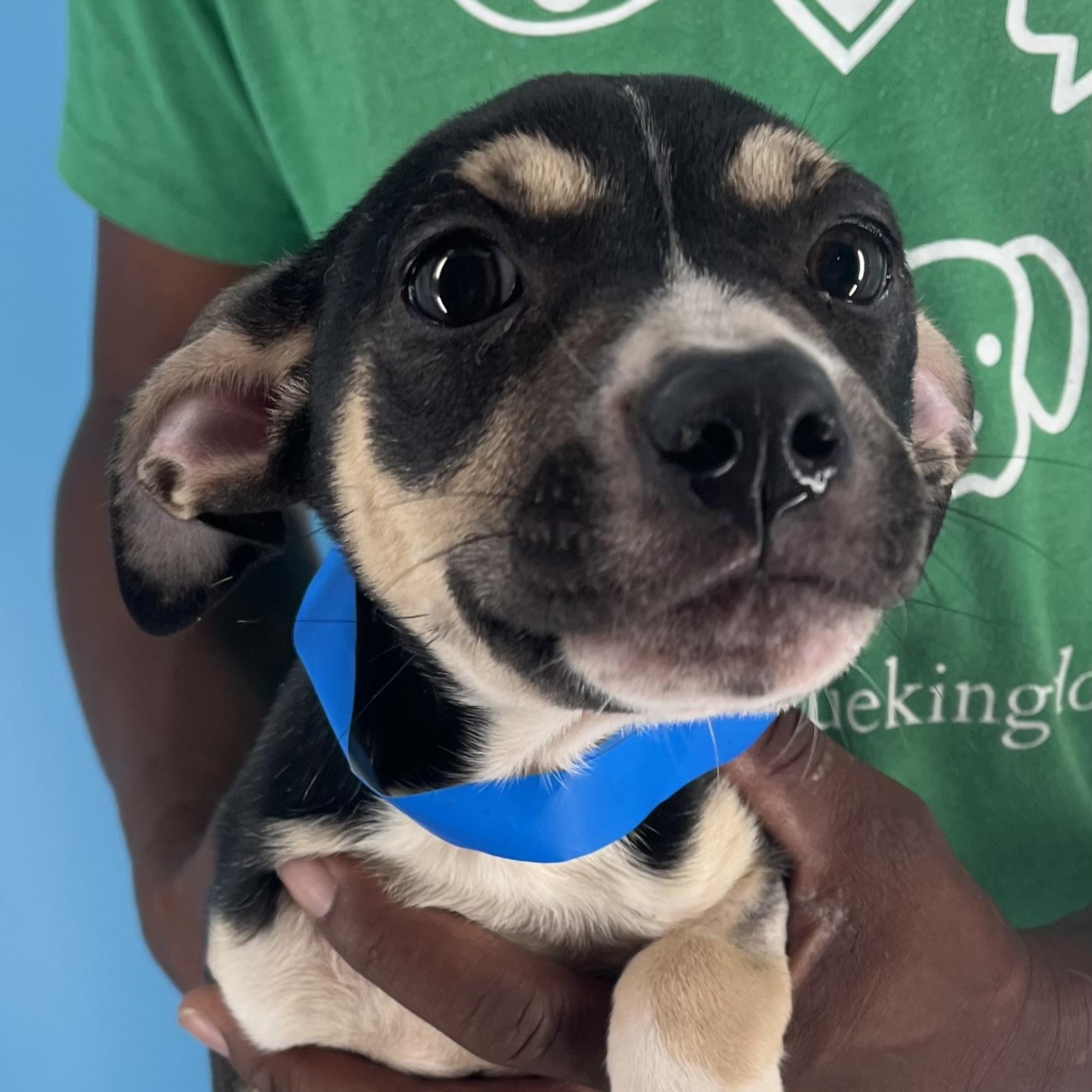 Marigold - Local Sept 26-28