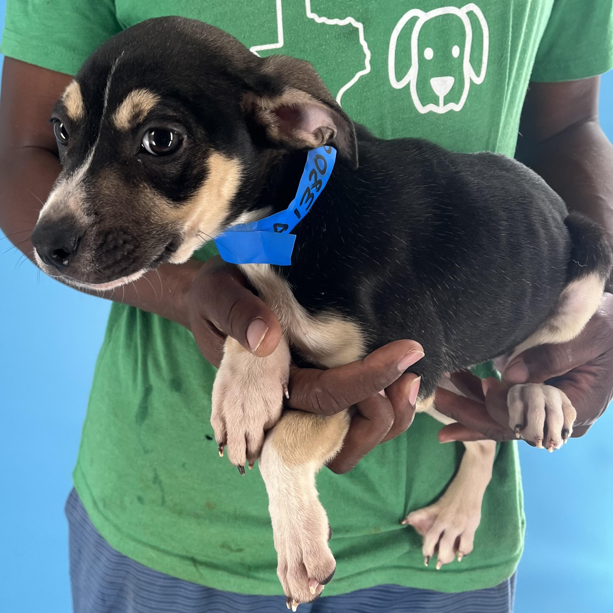 Marigold - Local Sept 26-28