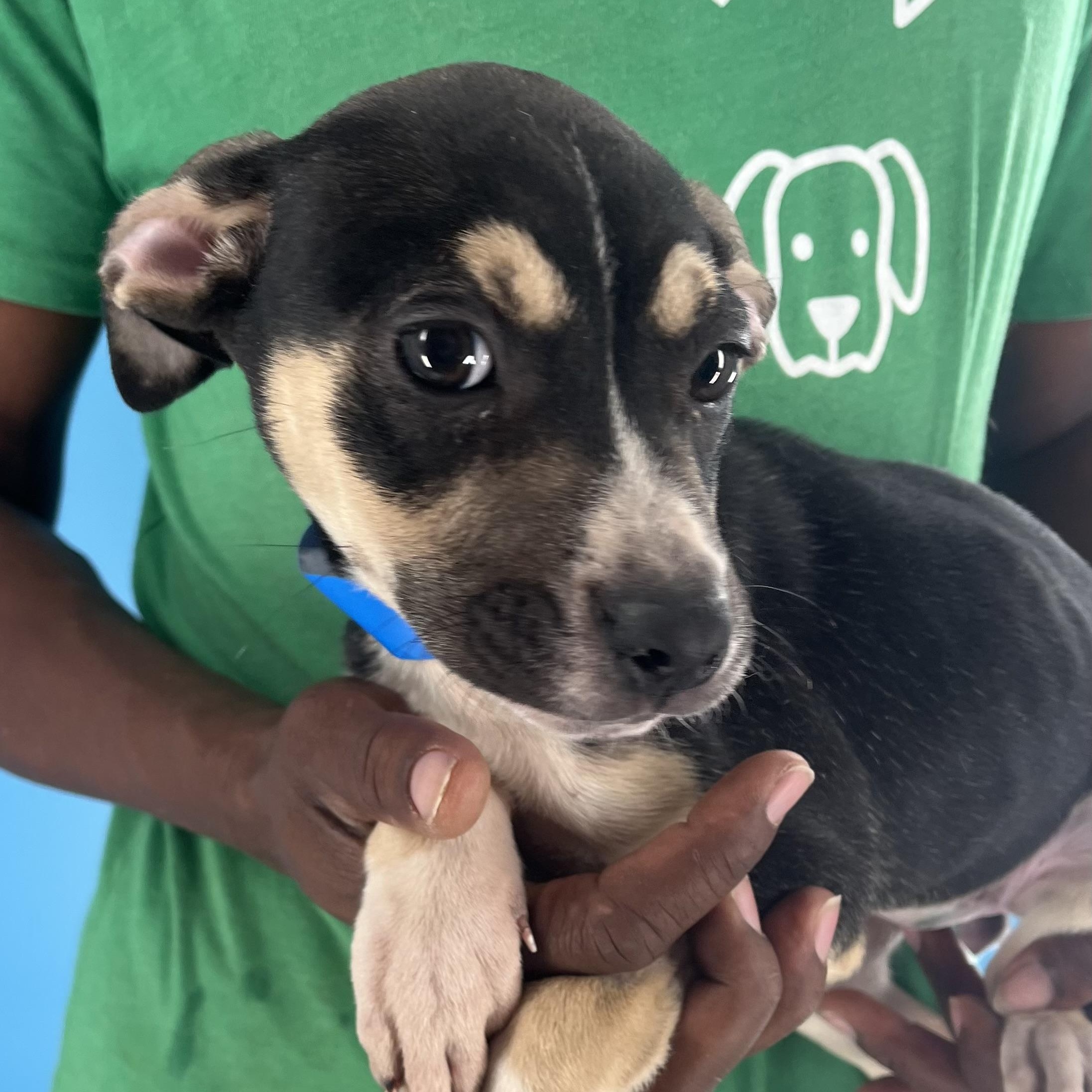 Marigold - Local Sept 26-28