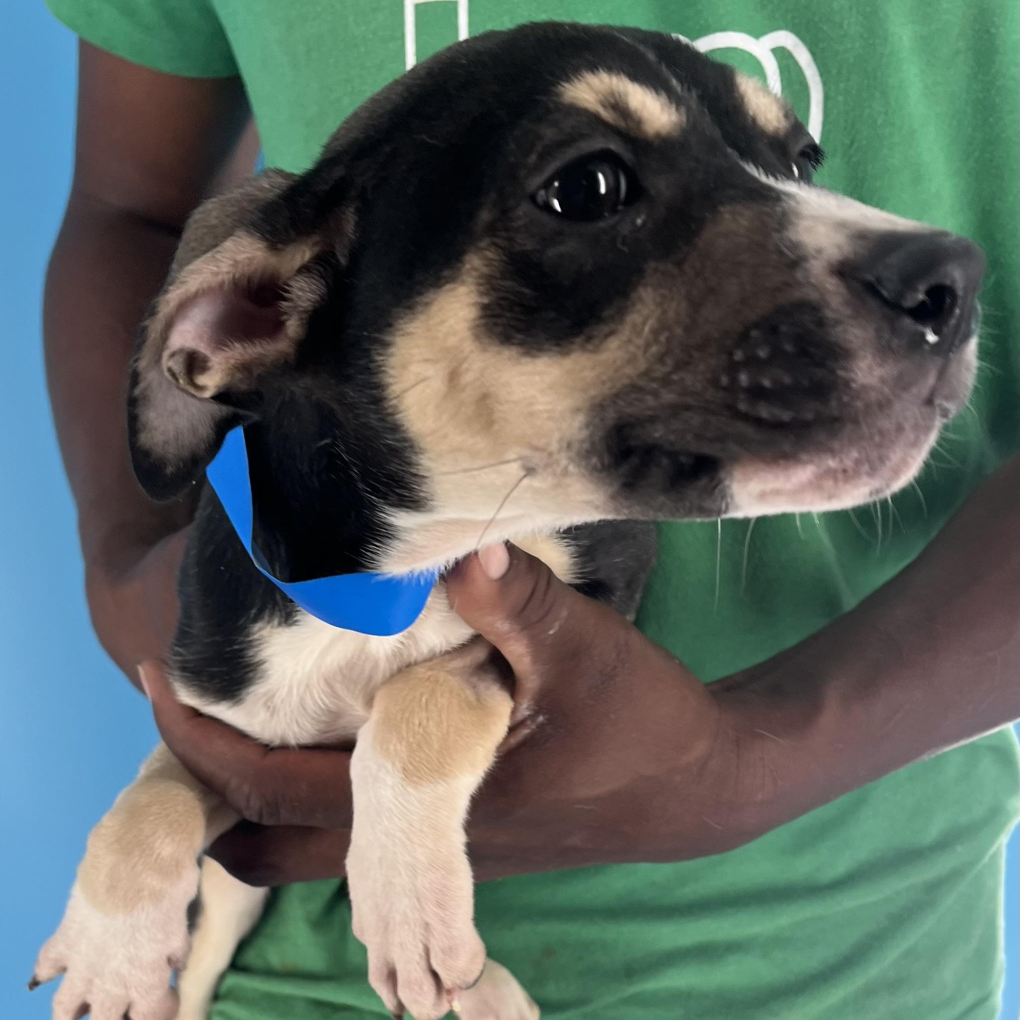 Marigold - Local Sept 26-28