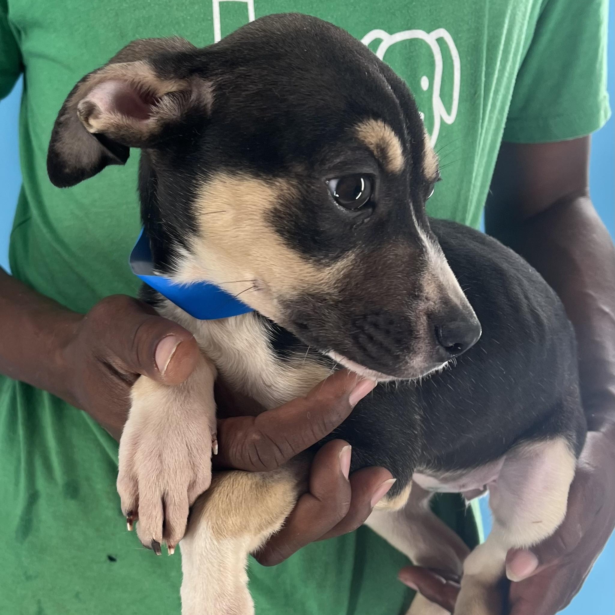 Marigold - Local Sept 26-28