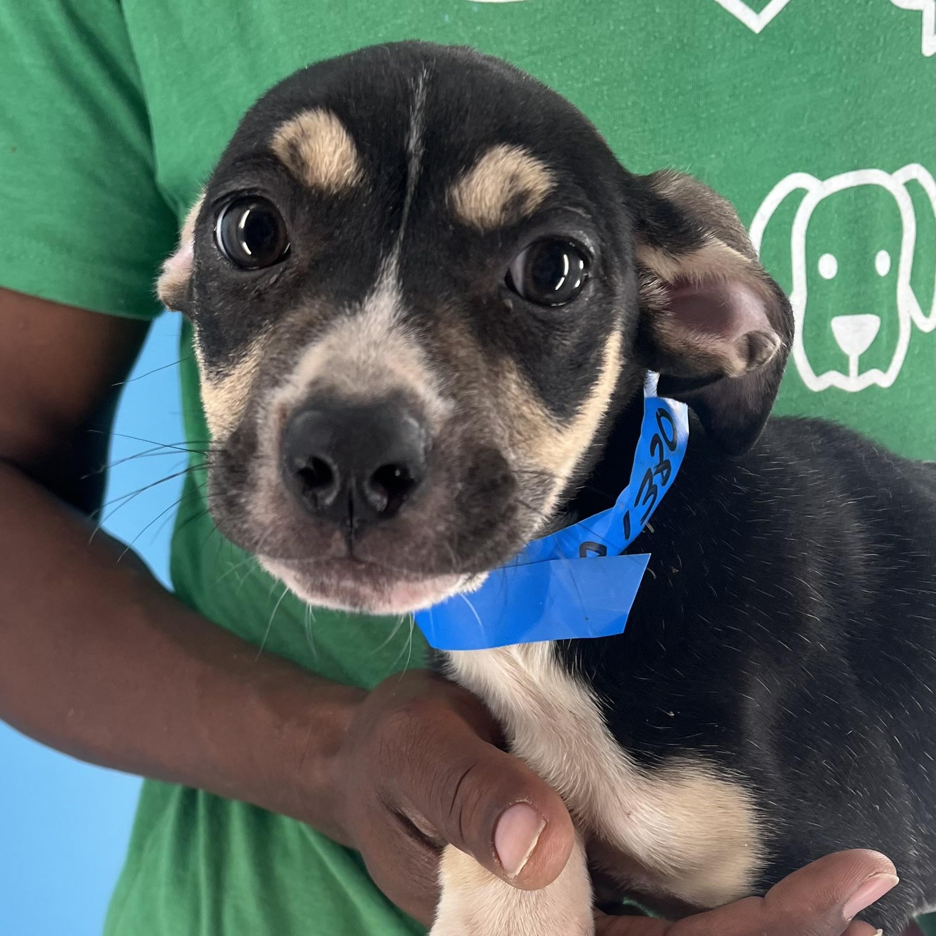 Marigold - Local Sept 26-28