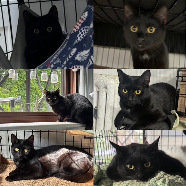 Cleopatra, Minerva, Yuiza, a ADOPTABLE mixed breed in Schenectady, NY image 2/5
