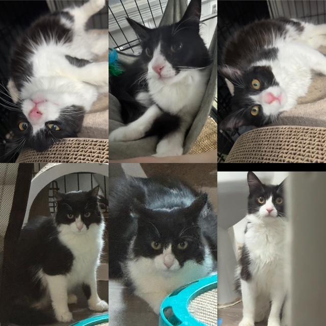 Cleopatra, Minerva, Yuiza, a ADOPTABLE mixed breed in Schenectady, NY image 4/5