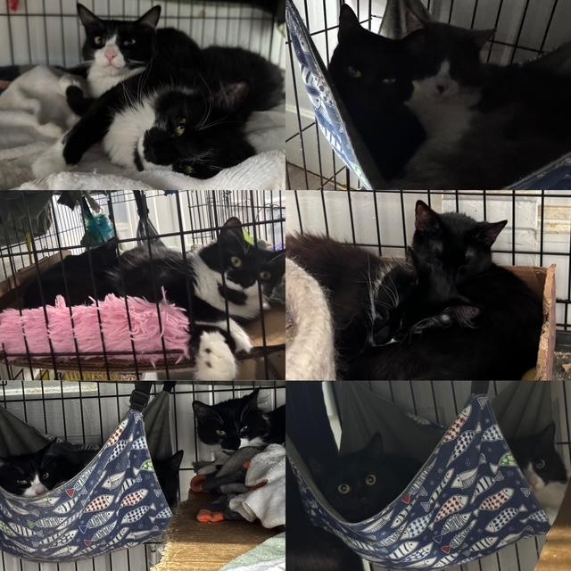 Cleopatra, Minerva, Yuiza, ADOPTABLE, Young Female Domestic Short Hair.