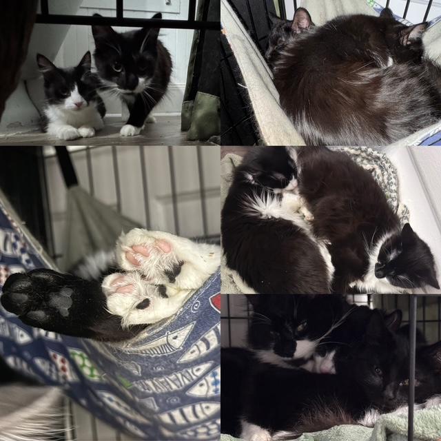 Cleopatra, Minerva, Yuiza, a ADOPTABLE mixed breed in Schenectady, NY image 5/5