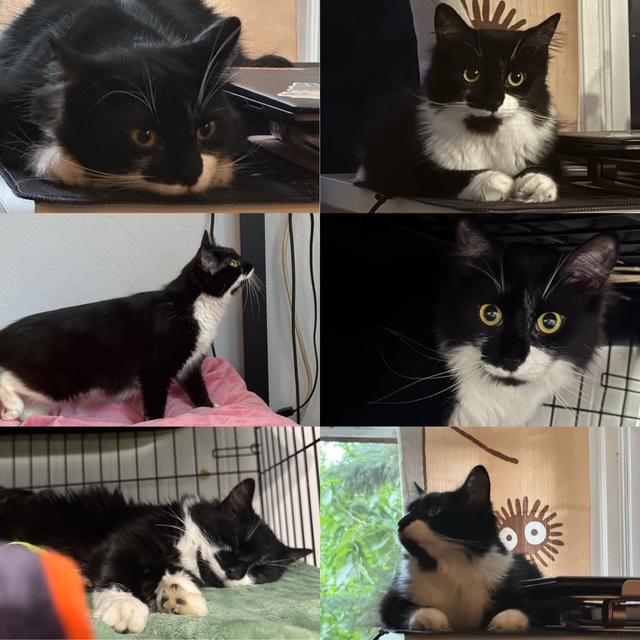 Cleopatra, Minerva, Yuiza, a ADOPTABLE mixed breed in Schenectady, NY image 3/5