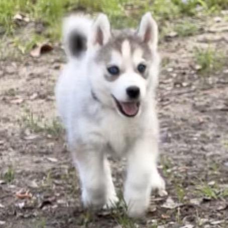 Enlarge Jadis, a Adoptable Siberian Husky in Baton Rouge, LA image 1/2