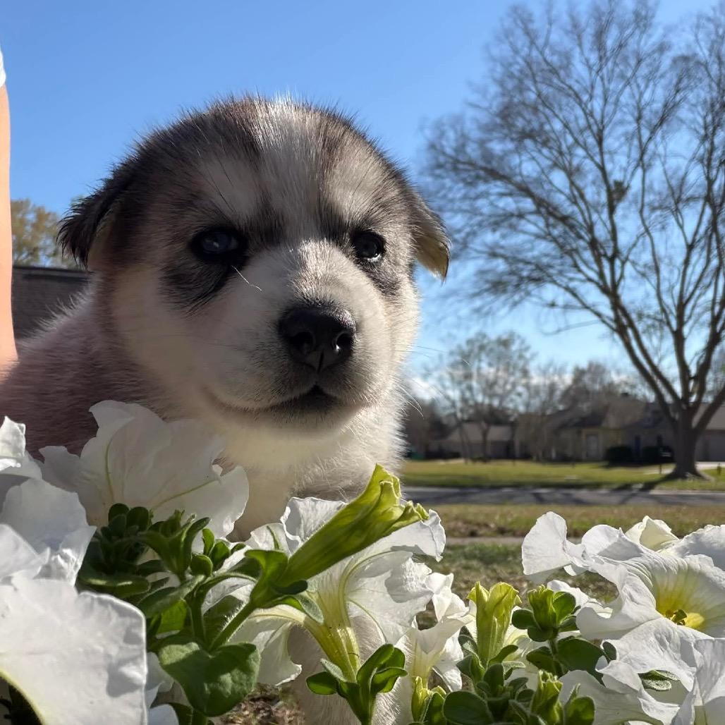Enlarge Jadis, a Adoptable Siberian Husky in Baton Rouge, LA image 2/2