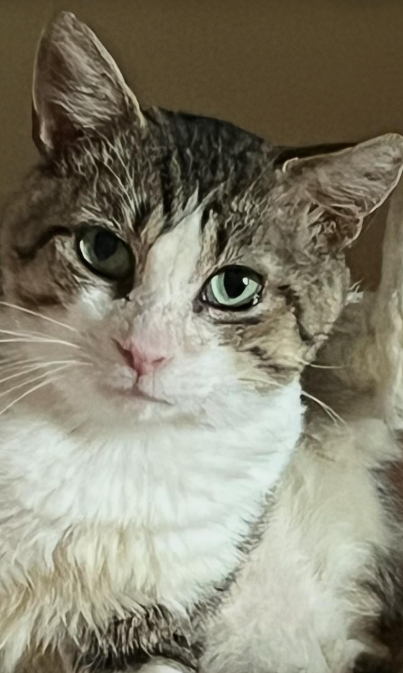 Enlarge Charlie, a ADOPTABLE Domestic Short Hair in Pittsburgh, PA image 2/4