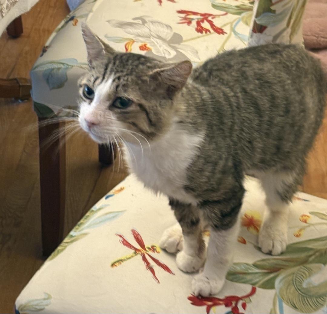 Enlarge Charlie, a ADOPTABLE Domestic Short Hair in Pittsburgh, PA image 3/4