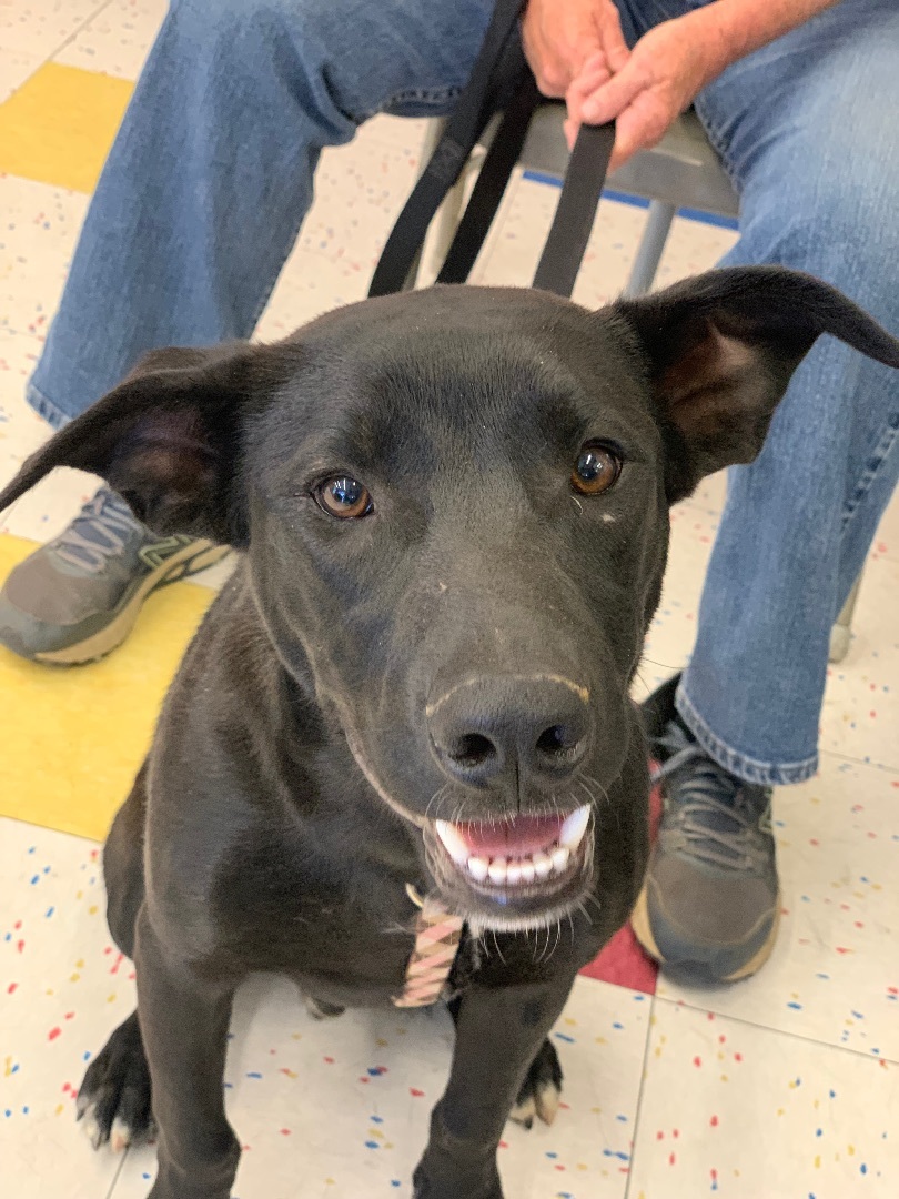 Zach , a Adoptable mixed breed in Mojave, CA image 1/14