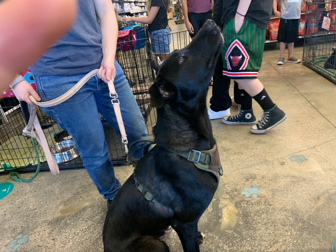 Zach , a Adoptable mixed breed in Mojave, CA image 2/14