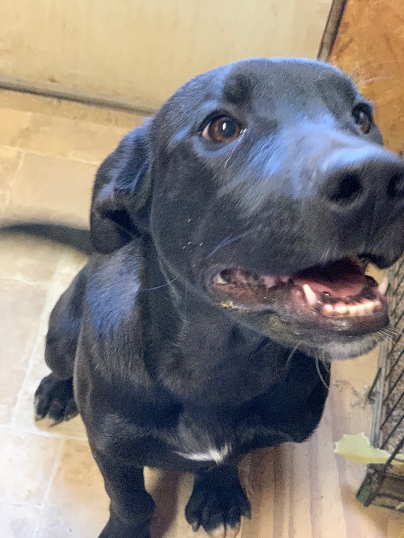 Zach , a Adoptable mixed breed in Mojave, CA image 4/14