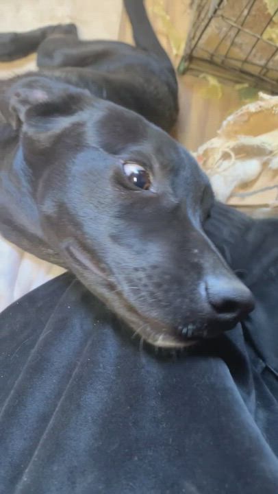 Enlarge Zach , a Adoptable mixed breed in Mojave, CA video 13/14