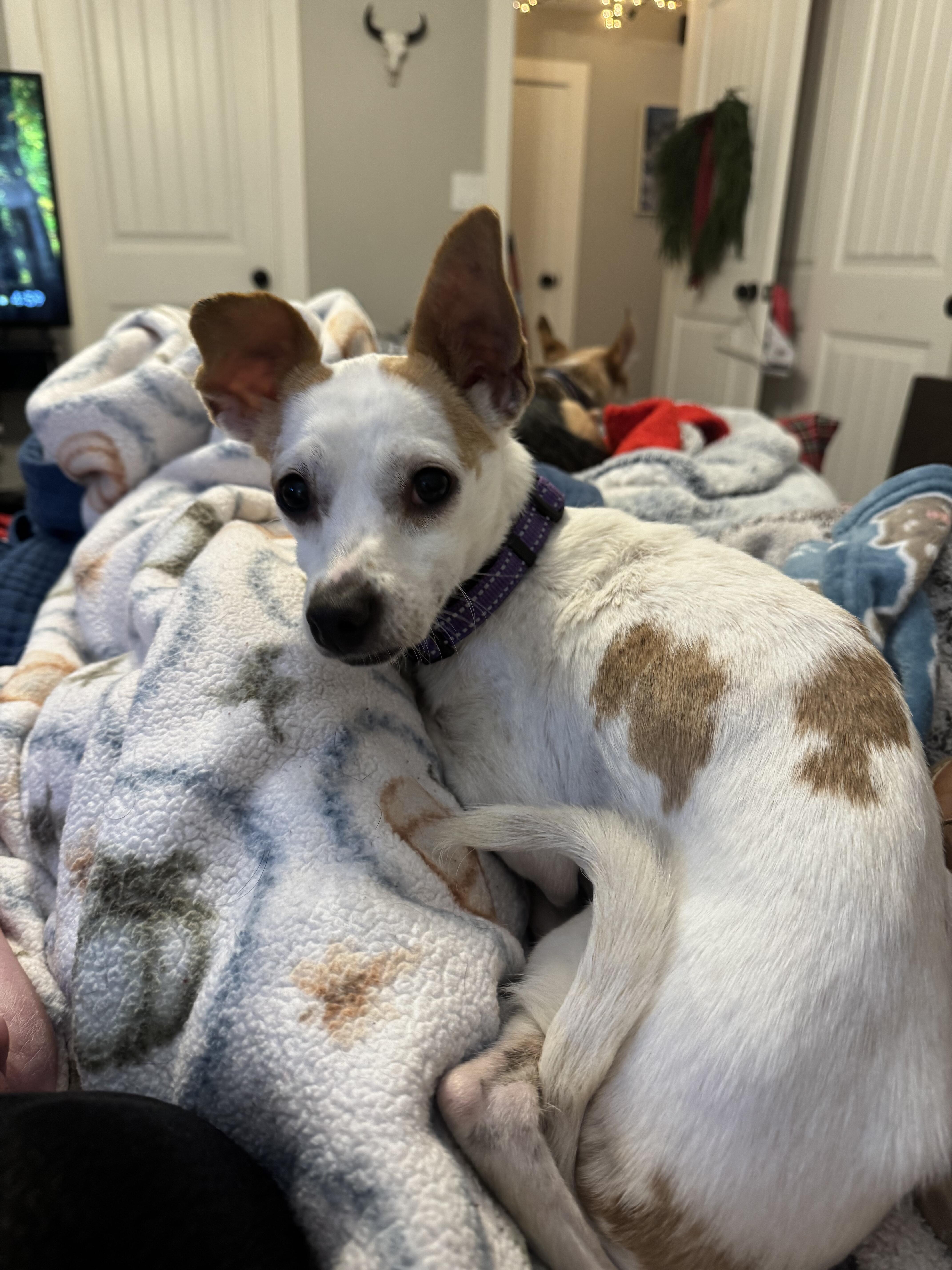 Enlarge Cafe claro, a ADOPTABLE mixed breed in Albuquerque, NM image 1/1