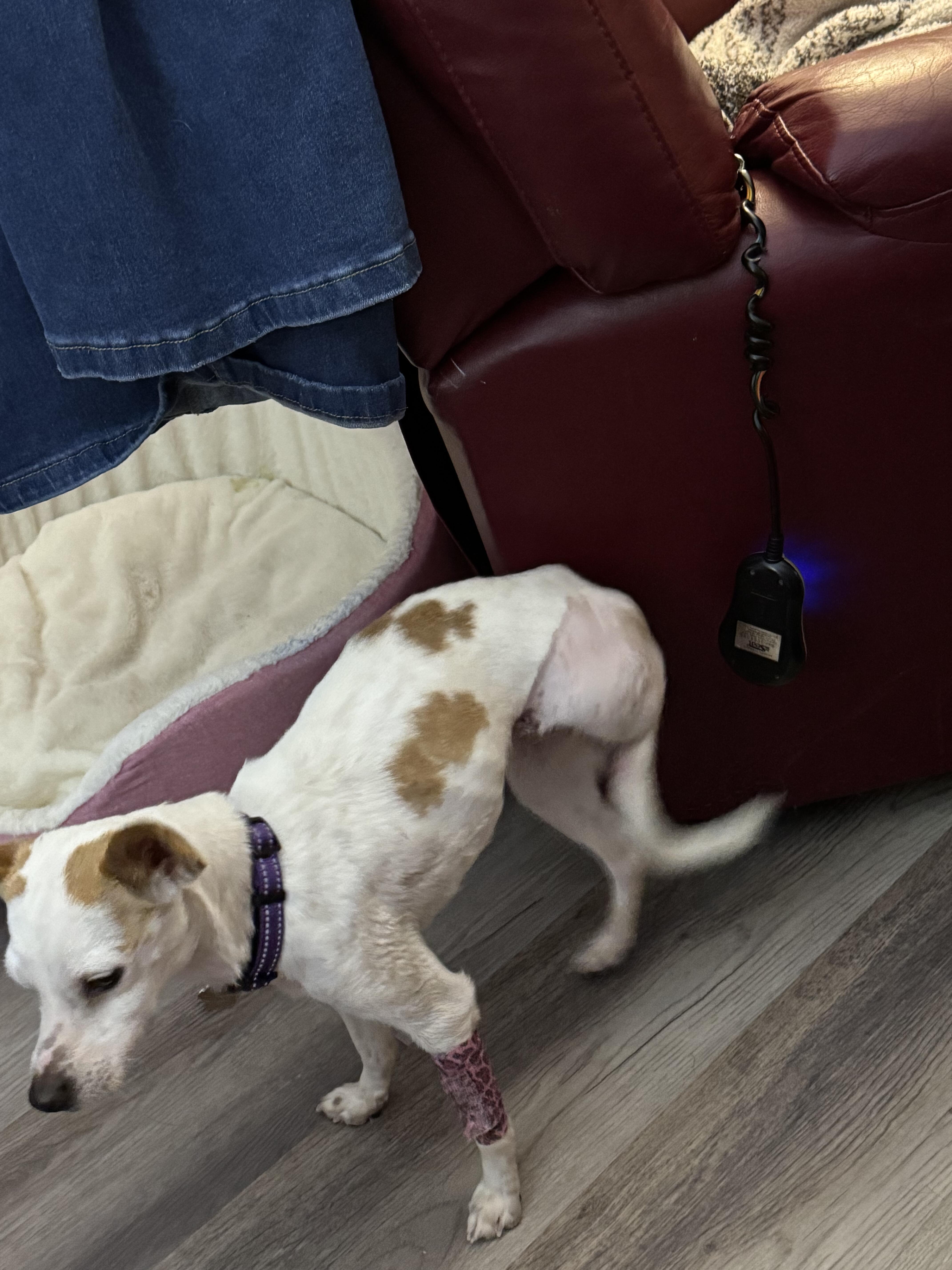 Cafe claro, ADOPTABLE, Adult Female Chihuahua.