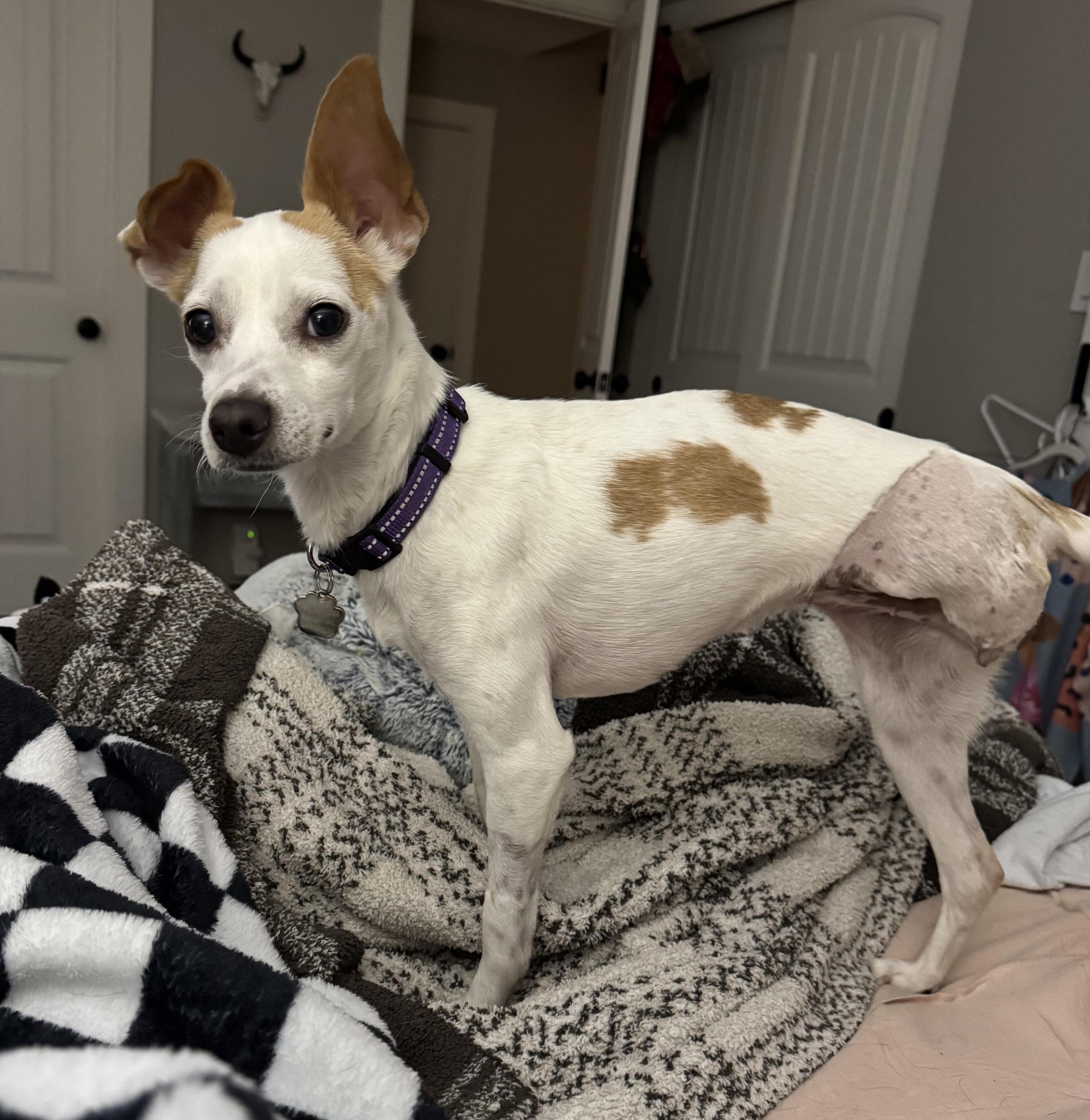 Cafe claro, a ADOPTABLE mixed breed in Albuquerque, NM image 1/3