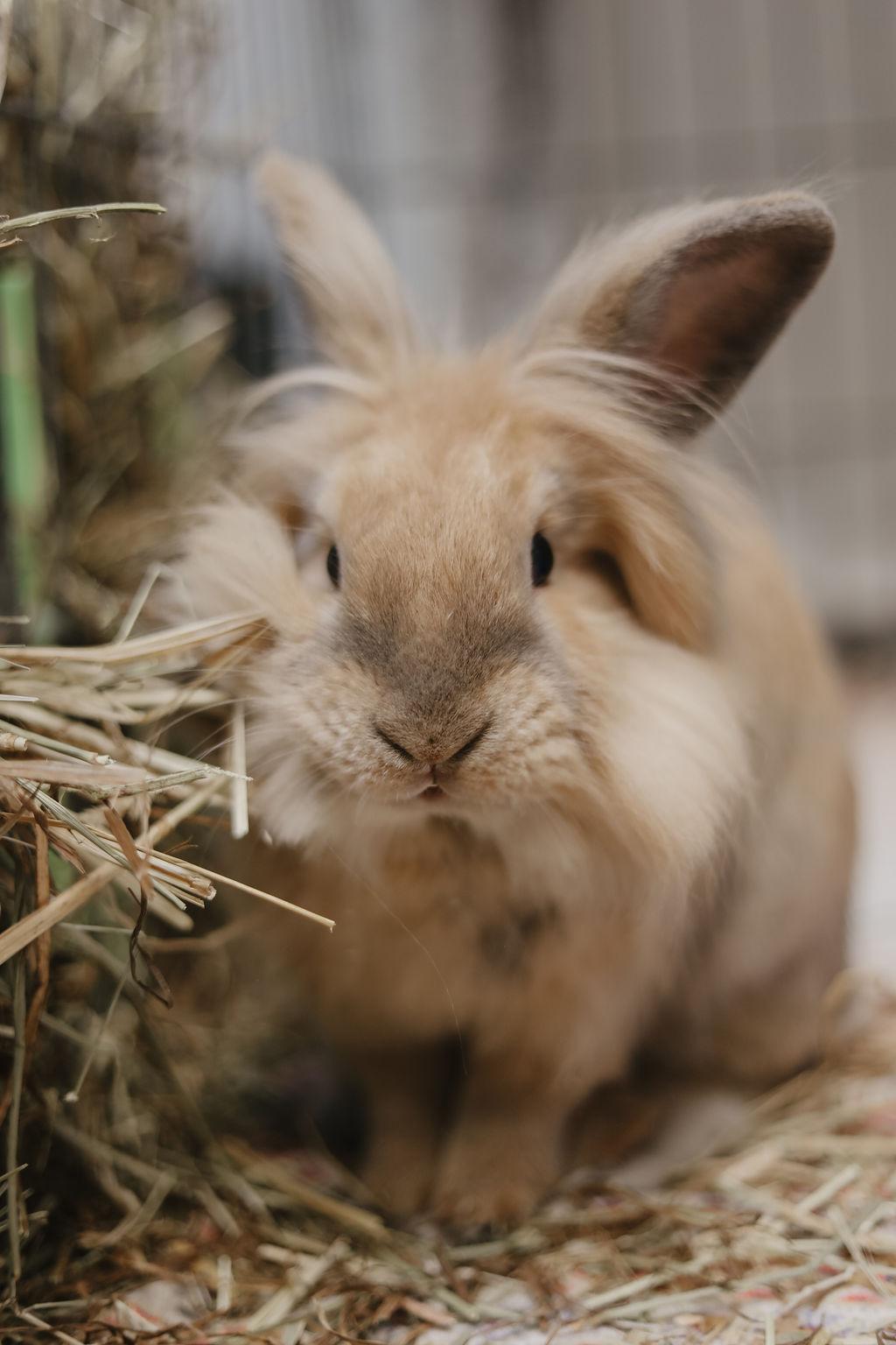 Klaus, Adoptable, Adult Male Lionhead.