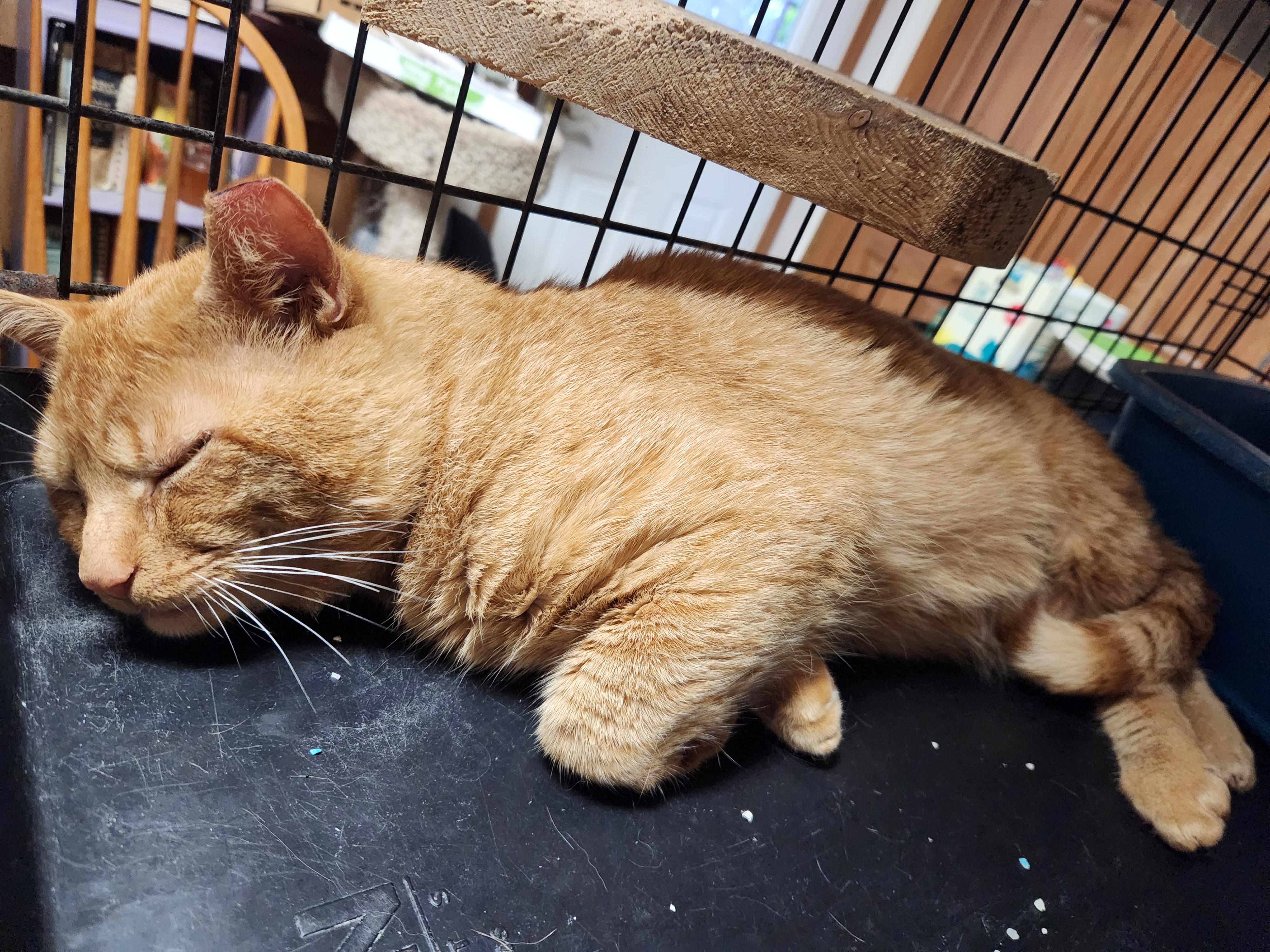 Cheeto photo 3