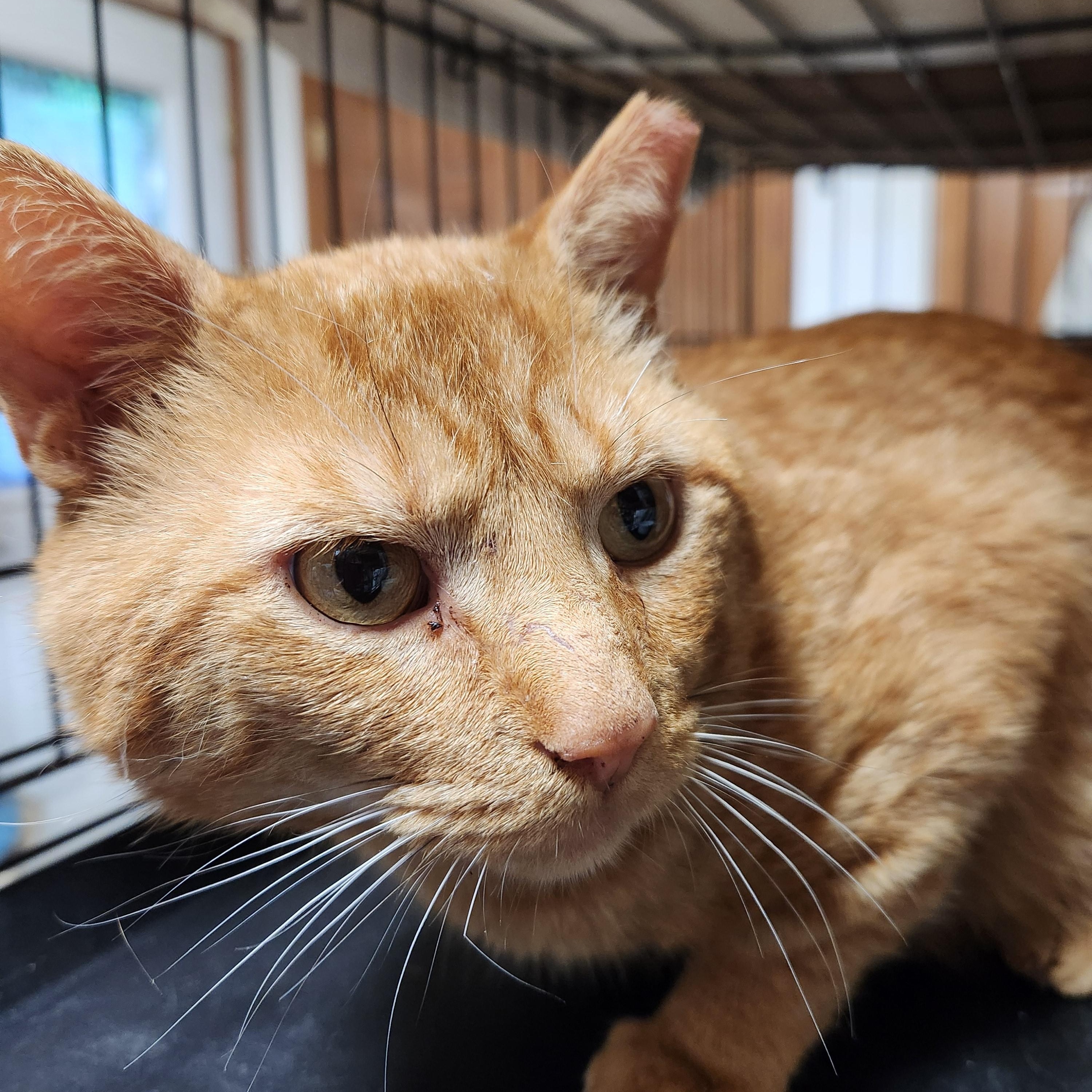 Cheeto, Adult Male unknown