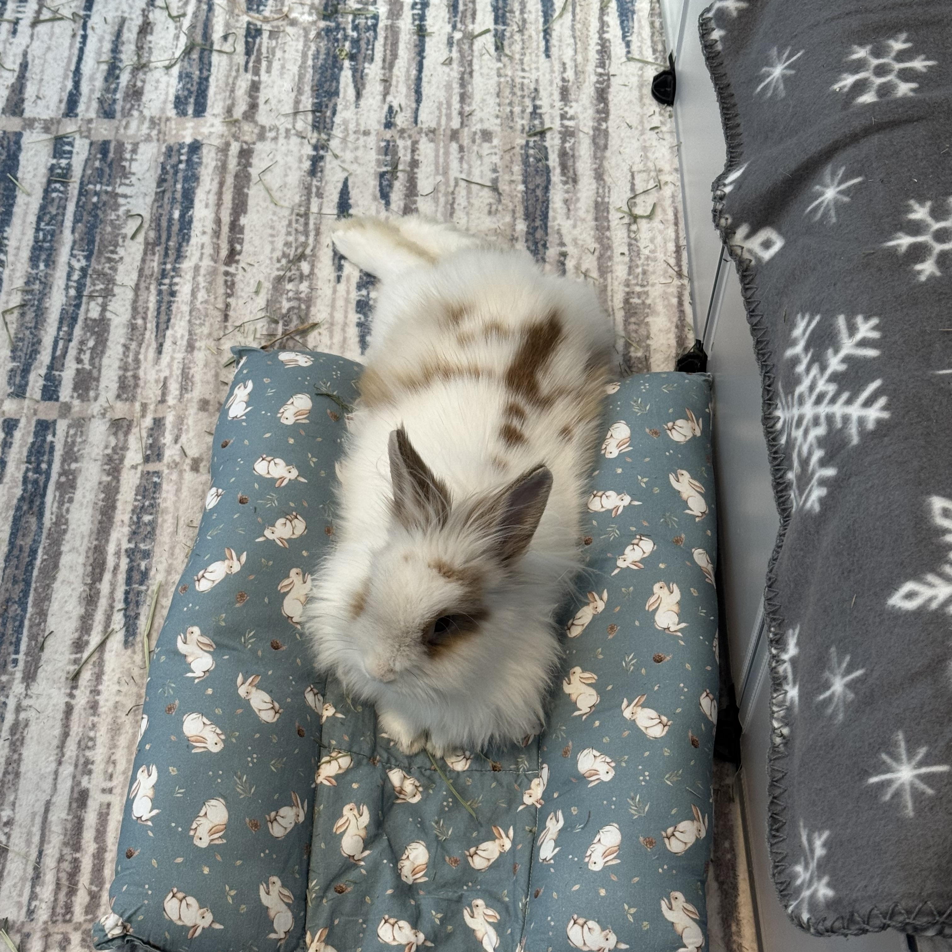 Enlarge Marty, a ADOPTABLE Lionhead in Philadelphia, PA image 3/4