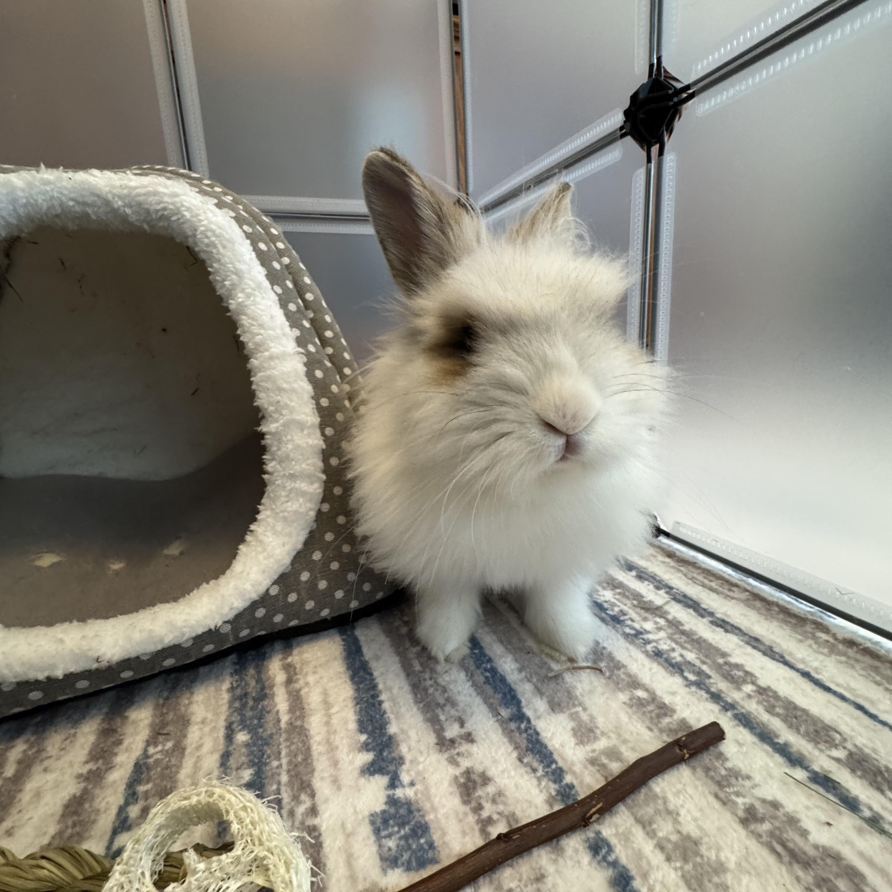 Marty, ADOPTABLE, Young Male Lionhead.