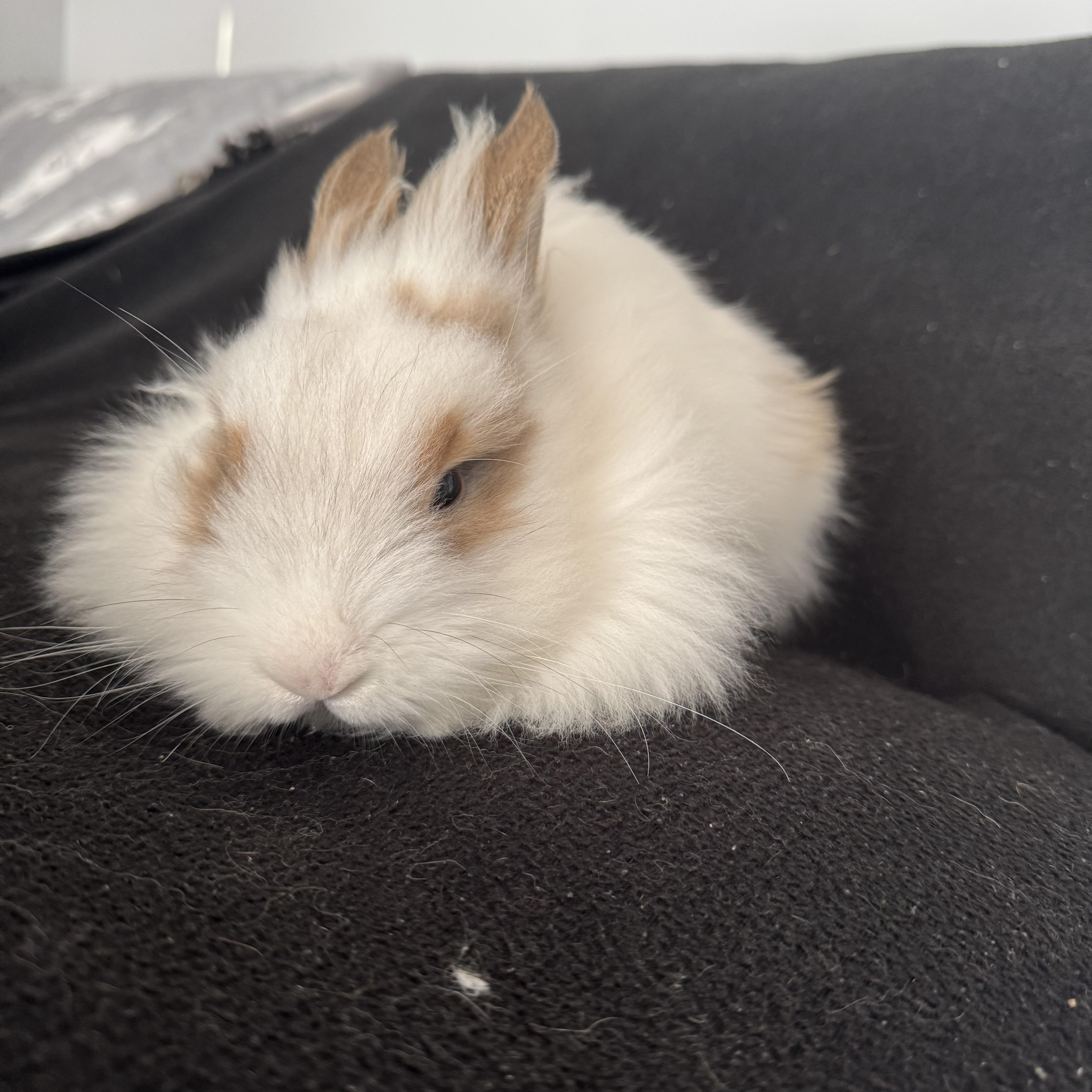 Enlarge Marty, a ADOPTABLE Lionhead in Philadelphia, PA image 2/4