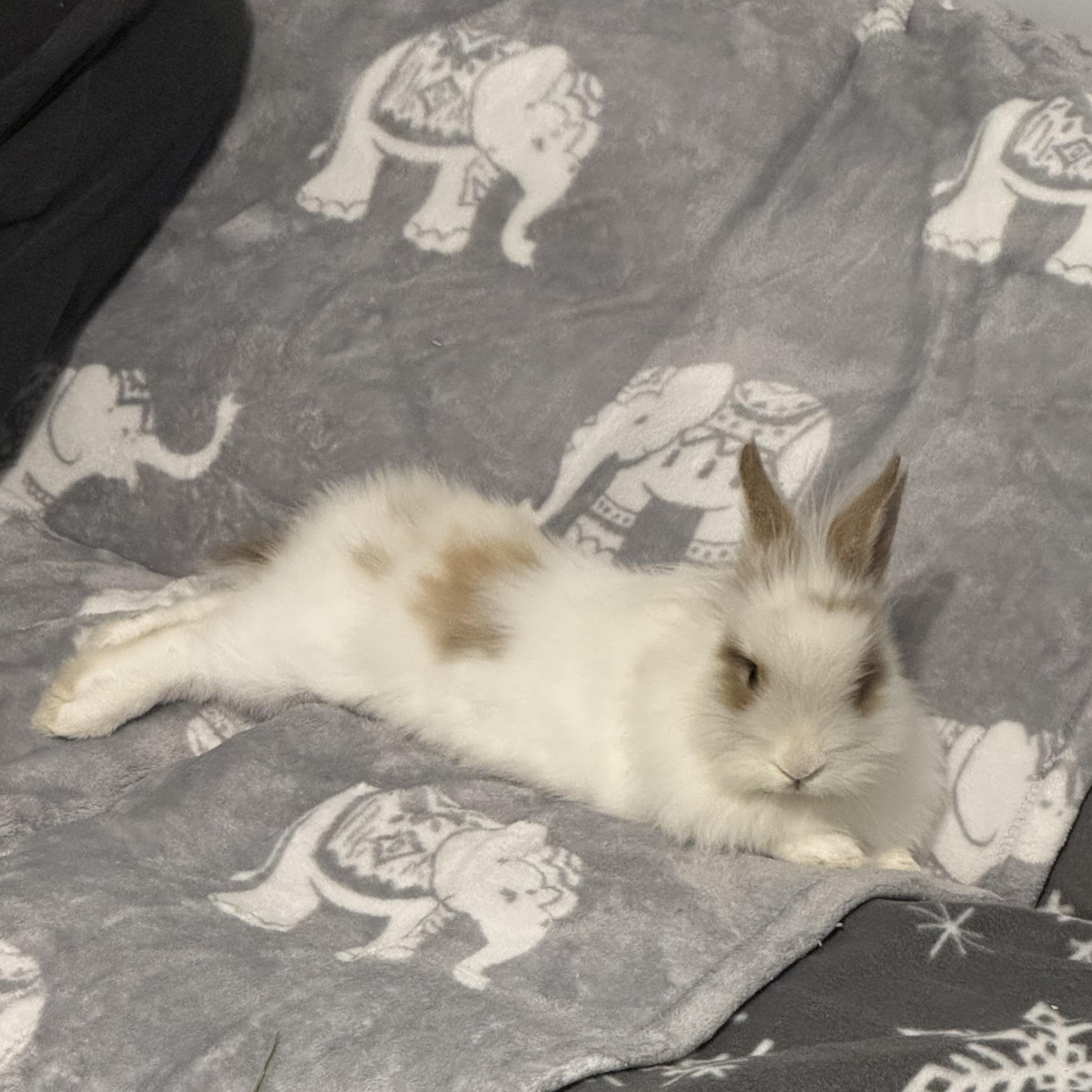 Enlarge Marty, a ADOPTABLE Lionhead in Philadelphia, PA image 4/4