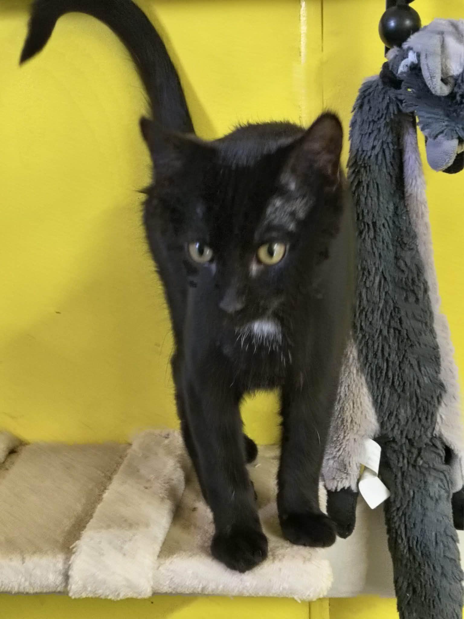 Enlarge Bubbles, a Adoptable Domestic Short Hair in Stover, MO image 1/2