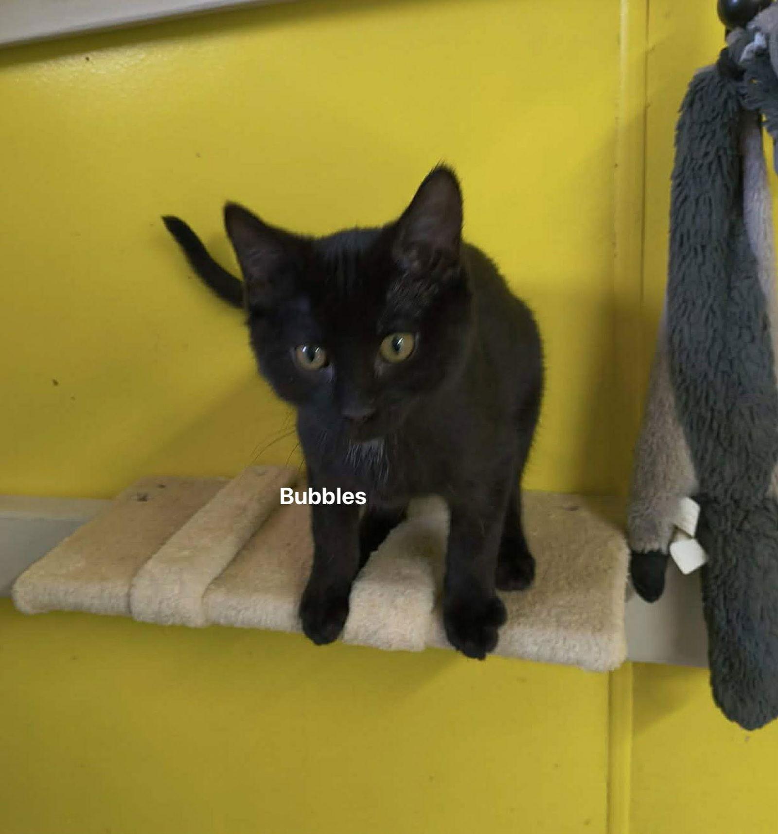 Enlarge Bubbles, a Adoptable Domestic Short Hair in Stover, MO image 2/2