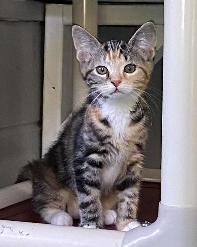 Kyra, an adopted Calico in Stanstead, QC image 2/4