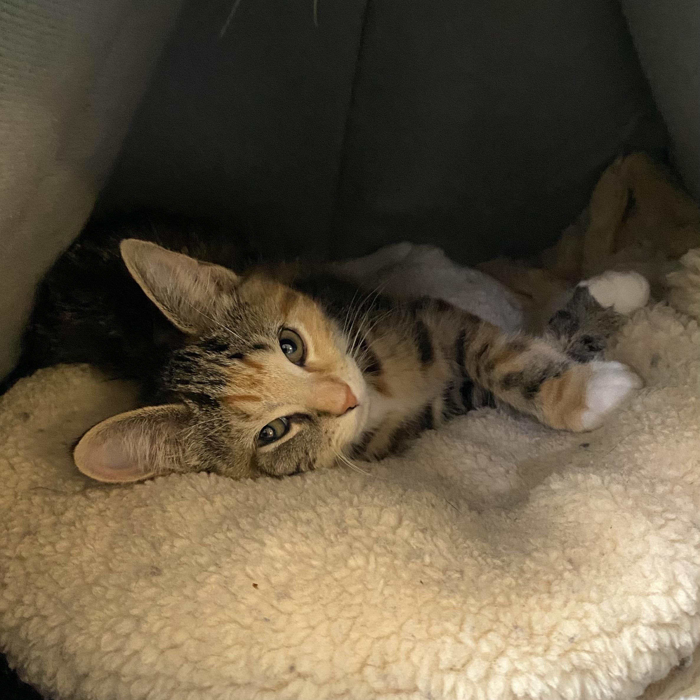 Kyra, an adopted Calico in Stanstead, QC image 4/4