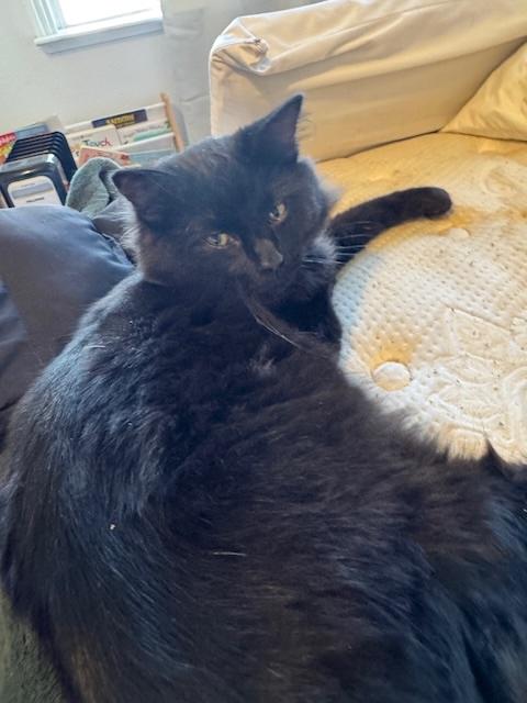 Joe Jonas, a ADOPTABLE Domestic Medium Hair in Santa Cruz, CA image 2/6