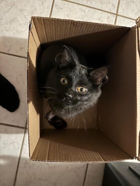 Joe Jonas, a ADOPTABLE Domestic Medium Hair in Santa Cruz, CA image 5/6