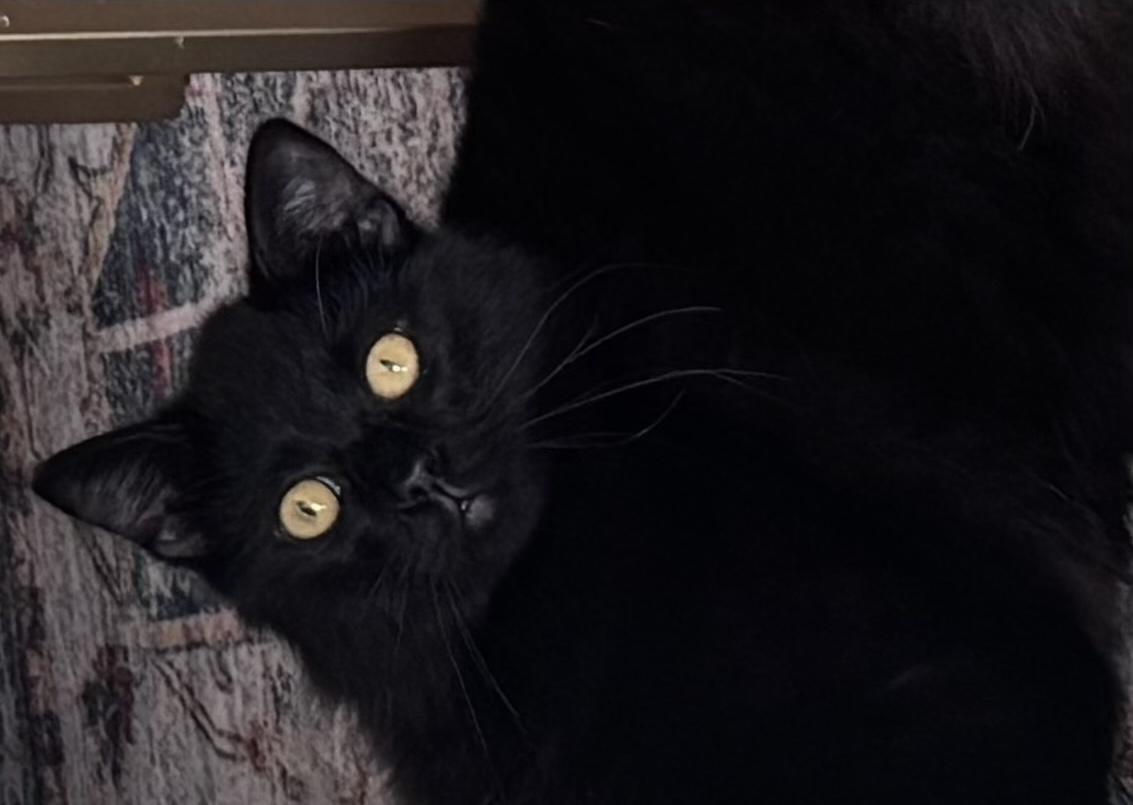 Joe Jonas, ADOPTABLE, Young Male Domestic Medium Hair.