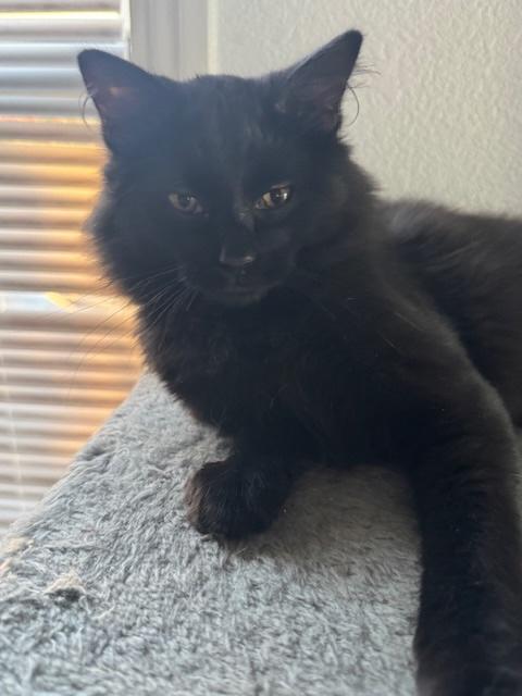 Joe Jonas, a ADOPTABLE Domestic Medium Hair in Santa Cruz, CA image 4/6